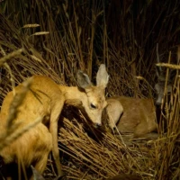 Portrait de chevreuils © Myriam Muesser