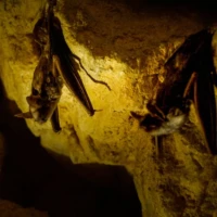 Portrait de chauves-souris © Myriam Muesser