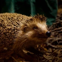 Portrait d'un hérisson © Myriam Muesser