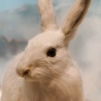 Portrait d'un lapin blanc © Myriam Muesser