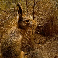 Portrait d'un lièvre © Myriam Muesser