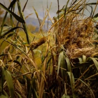 Portrait d'une souris © Myriam Muesser