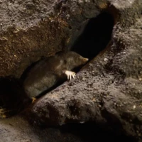 Portrait d'une taupe © Myriam Muesser