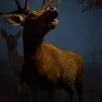 Portrait d'un cerf © Myriam Muesser