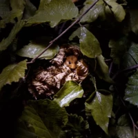 Portrait d'une souris © Myriam Muesser