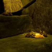 Portrait de souris © Myriam Muesser