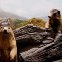 Portrait de marmottes © Myriam Muesser