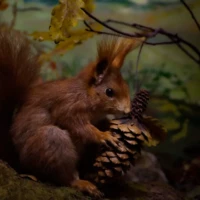 Portrait d'un écureuil © Myriam Muesser