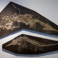 Portrait de fossiles reptiliens © Myriam Muesser