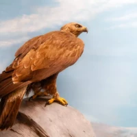 Portrait d'un faucon © Myriam Muesser