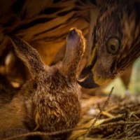 Portrait d'un faucon © Myriam Muesser