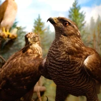 Portrait de faucons © Myriam Muesser