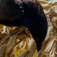 Portrait d'un corbeau © Myriam Muesser