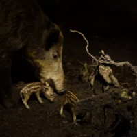 Portrait d'un sanglier et de marcassins © Myriam Muesser