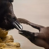 Portrait de corbeaux © Myriam Muesser