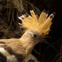 Portrait d'un oiseau © Myriam Muesser