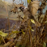 Portrait d'un oiseau © Myriam Muesser