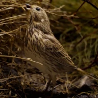 Portrait d'un oiseau © Myriam Muesser