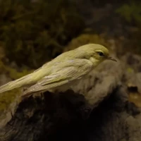 Portrait d'un oiseau © Myriam Muesser