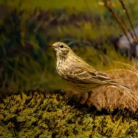 Portrait d'un oiseau © Myriam Muesser