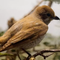 Portrait d'un oiseau © Myriam Muesser