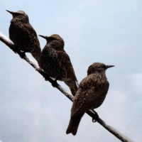 Portrait d'oiseaux © Myriam Muesser