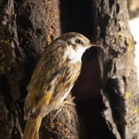 Portrait d'un oiseau © Myriam Muesser