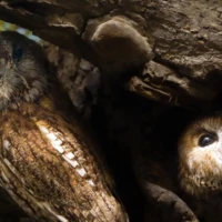 Portrait de chouettes © Myriam Muesser