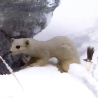 Portrait d'une fouine © Myriam Muesser