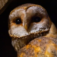 Portrait d'une chouettes © Myriam Muesser