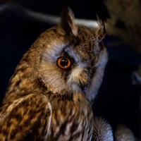 Portrait d'un hibou © Myriam Muesser