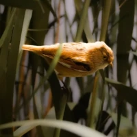 Portrait d'un oiseau © Myriam Muesser