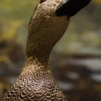 Portrait d'un canard © Myriam Muesser