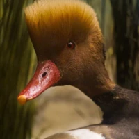 Portrait d'un canard © Myriam Muesser
