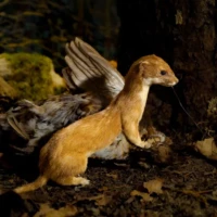 Portrait d'une hermine © Myriam Muesser