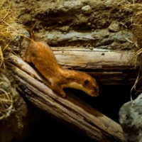 Portrait d'un furet© Myriam Muesser