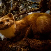 Portrait d'une martre © Myriam Muesser