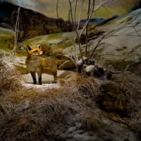 Portrait d'un renard © Myriam Muesser