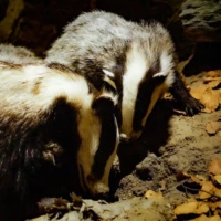 Portrait de blaireaux © Myriam Muesser