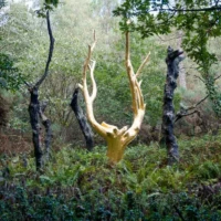 Sur les traces de Merlin Roadtrip en Bretagne : Broceliande © Myriam Muesser