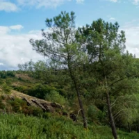 Sur les traces de Merlin Roadtrip en Bretagne : Broceliande © Myriam Muesser