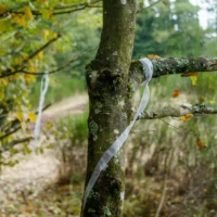 Sur les traces de Merlin Roadtrip en Bretagne : Broceliande © Myriam Muesser