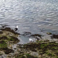 Roadtrip en Bretagne : Concarneau © Myriam Muesser